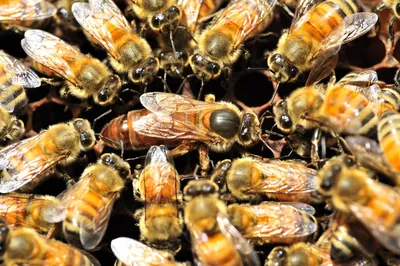 Виды пород пчел и как их определить ➤ Интернет-магазин Vashapasika