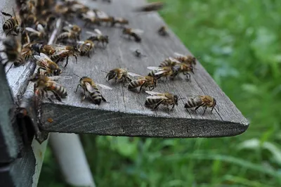 Ученые ищут белорусских пчел-аборигенов за их важную особенность – вот о  чем речь - KP.RU