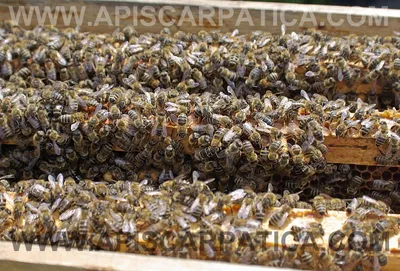 Bee Keeper Kim - Часто спрашивают про породу пчёл в наших пчелопакетах.  Отвечаем - это Карника и Карпатка. Для тех, кто близко не знаком расскажем  о плюсах и минусах каждой из них.