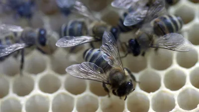 Породы пчел в России