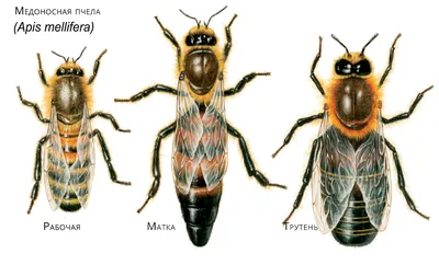 ПЧЁЛЫ - Интересные факты про пчел. Самое полезное насекомое - YouTube
