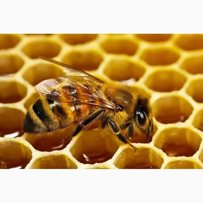 Почему жалит пчела? ➤ Интернет-магазин Vashapasika