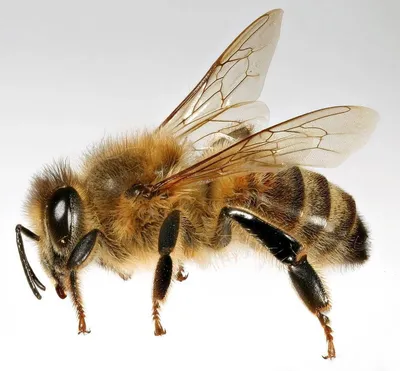Почему пчелы гибнут после укуса ➤ Интернет-магазин Vashapasika
