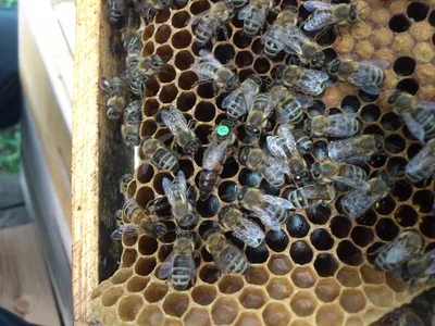 Виды пород пчел и как их определить? — Медовая биржа