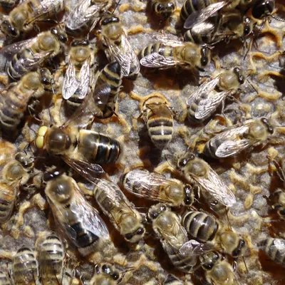 Карпатская пчела: характеристика, описание, разведение и содержание породы