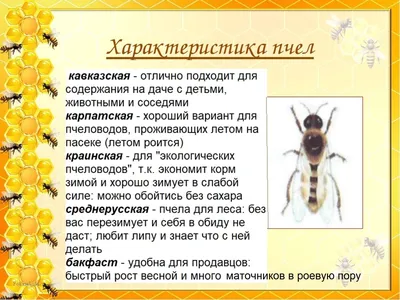 Продукція - Apis Mellifera Carpatica, Карпатська бджола, Карпатская пчела