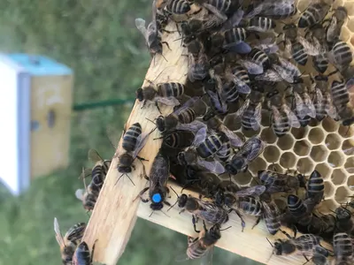 Карпатка - порода пчел для начинающих. | Bee Blog | Дзен