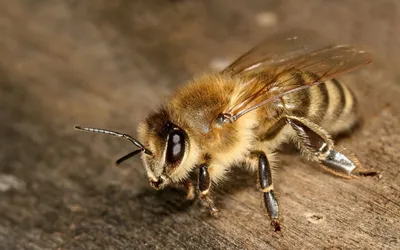 Карпатская пчела карпатка Carpathian bee karpatka - Карпатская пчела  пользуется среди пчеловодов большой популярностью. Она славится  миролюбивостью, спокойствием и отличной продуктивностью. Карпатскую породу  пчел обнаружили в Карпатах в конце прошлого ...