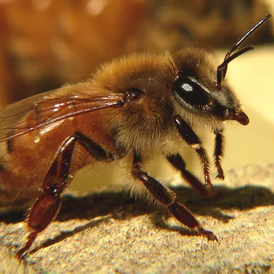 Украинская степная порода пчел. Меченная. Плодная.