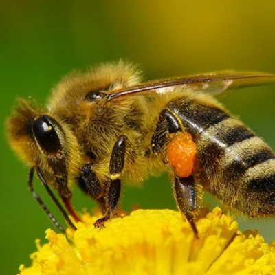 пчеловодное дѣло©: пчёлы