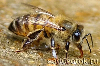 Как зимуют пчёлы? ➤ Интернет-магазин Vashapasika