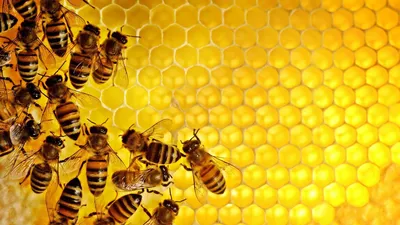 Пчеломатки\"Карпатка\"2023 плодные,Пчеломатки,матки (ID#1577004012), цена:  200 ₴, купить на Prom.ua