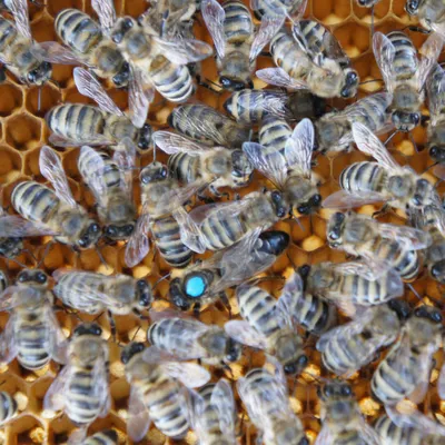 20 мая – Всемирный день пчёл
