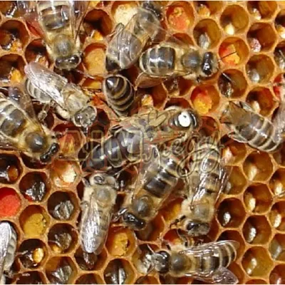 Карпатская пчела - 65 фото