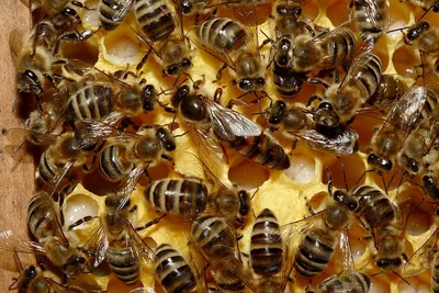 Виды медоносных пчёл