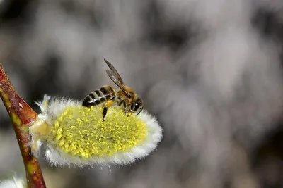 Карпатская порода пчёл | ПАСЕКА ДОЛГИХ | Дзен