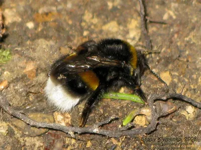 Карпатская порода пчел - 71 фото