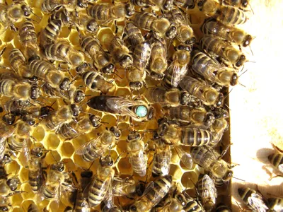 Виды медоносных пчёл