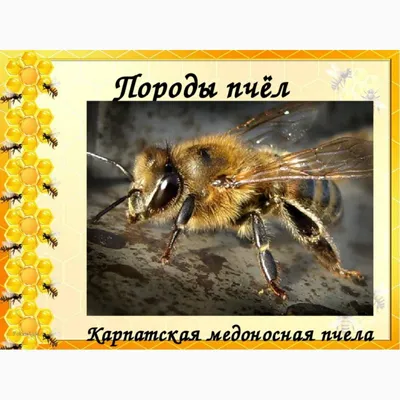 Кратко о весенней ревизии пчел на пасеке ➤ Интернет-магазин Vashapasika