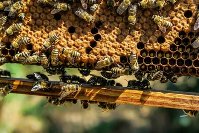 Карпатская пчела - 65 фото