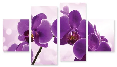 Картина орхидея фото фотографии