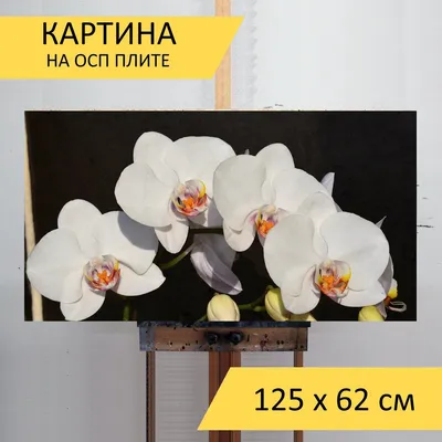 Картина «Орхидея». Размер: 40x30 (см). Художник Art Collection - Купить  онлайн с доставкой в онлайн-галерее Artcenter.by