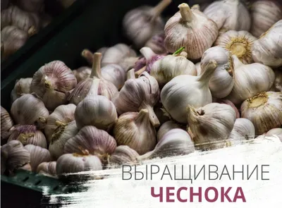 Чеснок с бесплатной доставкой на дом из «ВкусВилл» | Москва и вся Россия