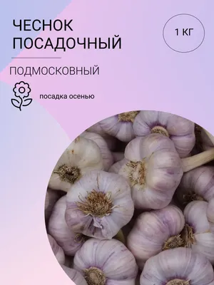 Как правильно употреблять чеснок, чтобы не навредить здоровью - МЕТА