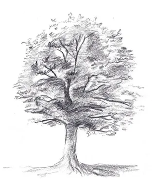Залізне дерево — Вікіпедія