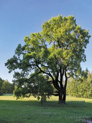 Хлопковое дерево — Википедия