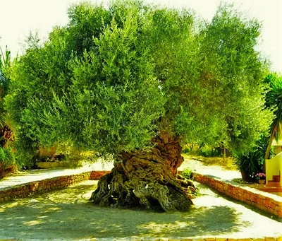 Среди памятников природы – гатчинские деревья-старожилы - Гатчинская правда