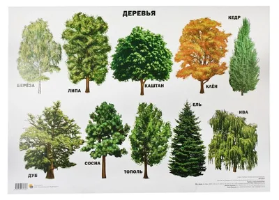 Дерево Манго - купить, цена, условия содержания в интернет-магазине  ok-plants.ru