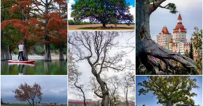 Самое старое дерево в мире — где растут деревья-долгожители - Чемпионат