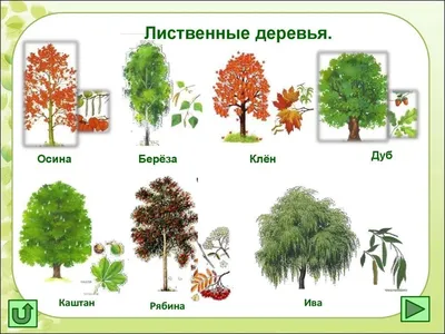 Эбеновое дерево - характеристики и применение древесины. | Wood Market