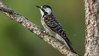 Большая Пятнистая Птица Дятла Dendrocopos Major — стоковые фотографии и  другие картинки Без людей - Без людей, Большой пёстрый дятел, Вертикальный  - iStock