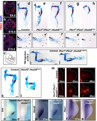 A spatio-temporally constrained gene regulatory network directed by PBX1/2  acquires limb patterning specificity via HAND2 | Nature Communications