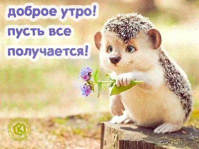 Милое пожелание доброго утра любимому или любимой с ежиком, который держит  цветочек. Подарите дорогому человеку отличное настроение и ве… | Доброе утро,  Ежики, Гифу