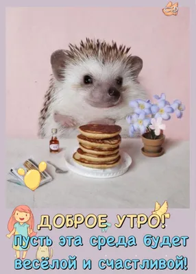 Доброе утро... | Доброе утро, Ежики, Картинки