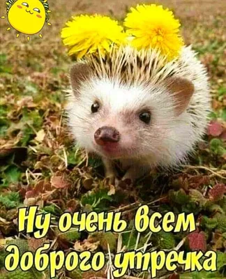 Утренняя открытка на осень с ежиком и пожеланием