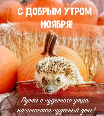 Доброе утро и хорошего дня - картинки с надписями - 25