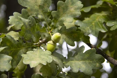 Дуб обыкновенный Quercus robur - купить декоративные и хвойные растения с  доставкой по Украине в магазине Добродар