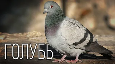 Биолог обучил голубя сортировать картинки вместо нейросети - Газета.Ru |  Новости