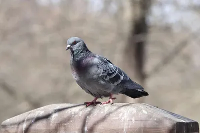 Странствующий голубь — Википедия