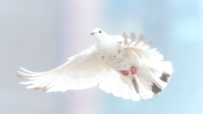 Молодая тамбовчанка, жестоко убившая голубя, может предстать перед судом |  ИА “ОнлайнТамбов.ру”
