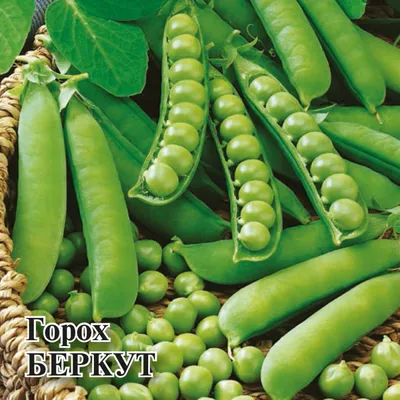 Горох овощной Хезбана (100 000 сем.) купить семена по цене 7 174 ₽ за 100  000 сем.