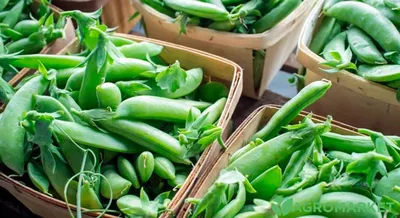 3 разновидности гороха: выбираем лучшие сорта для посадки | AgroMarket  интернет магазин семян