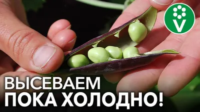 Стручки от гороха, почему их нельзя выбрасывать — читать на Gastronom.ru
