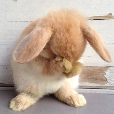 грустный маленький пасхальный кролик с укушенной морковью. кролик символом  2023 года. с несчастными глазами и овощами Иллюстрация вектора -  иллюстрации насчитывающей еда, ферма: 240358186