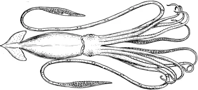 ☰ Кальмар целый «Squid Loligo», США цена от 310 грн заказать с доставкой в  городе Киев