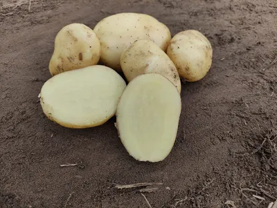 Картофель Лилли Potato Lilly - купить семенной картофель с доставкой по  Украине в магазине Добродар